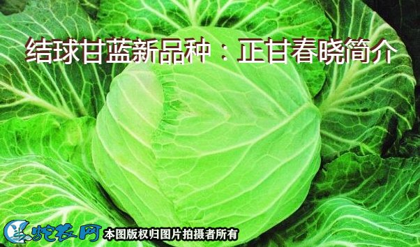 结球甘蓝新品种：正甘春晓简介