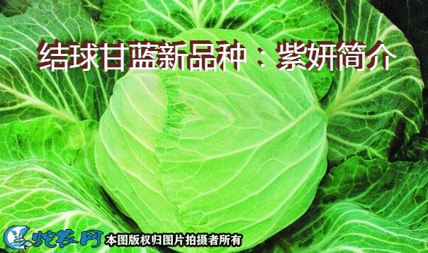结球甘蓝新品种：紫妍简介