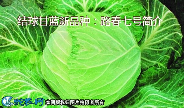 结球甘蓝新品种：路春七号简介