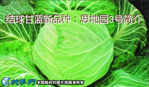 结球甘蓝新品种：思地园3号简介