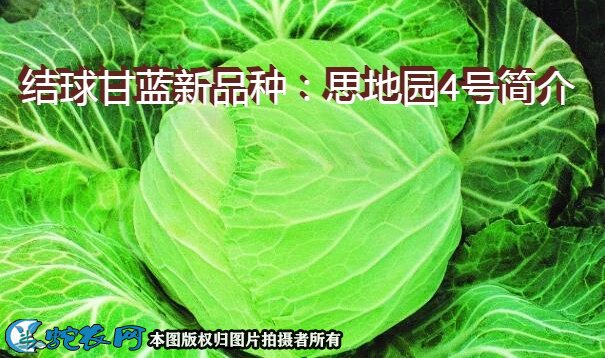 结球甘蓝新品种：思地园4号简介