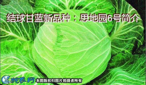 结球甘蓝新品种：思地园6号简介