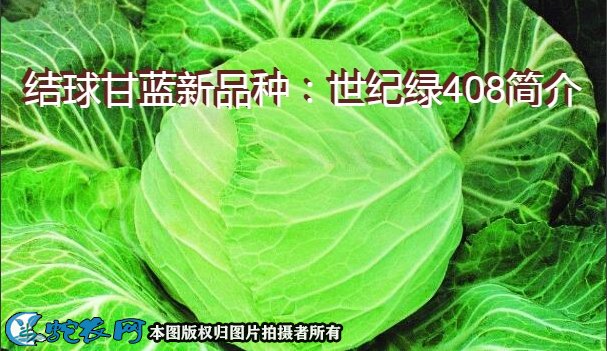 结球甘蓝新品种：世纪绿408简介