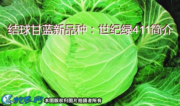 结球甘蓝新品种：世纪绿411简介