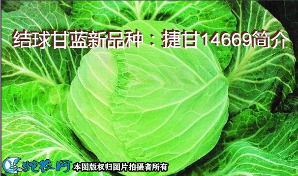 结球甘蓝新品种：捷甘14669简介