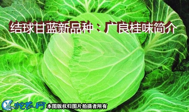 结球甘蓝新品种：广良桂味简介