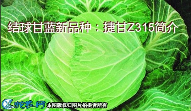 结球甘蓝新品种：捷甘Z315简介