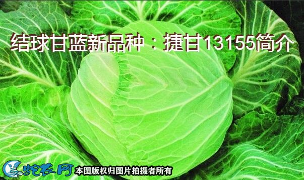 结球甘蓝新品种：捷甘13155简介