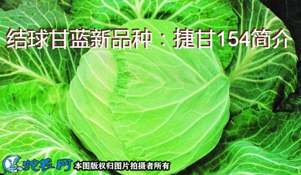结球甘蓝新品种：捷甘154简介