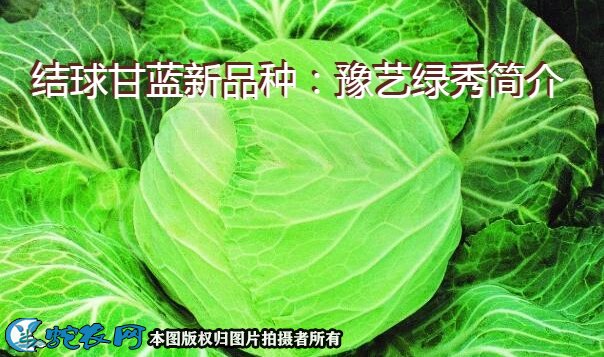 结球甘蓝新品种：豫艺绿秀简介
