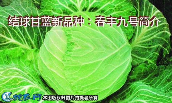 结球甘蓝新品种：春丰九号简介
