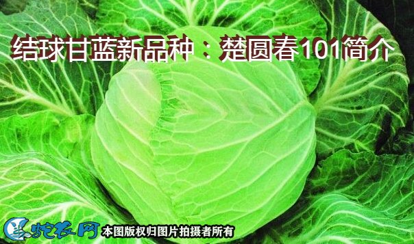 结球甘蓝新品种：楚圆春101简介