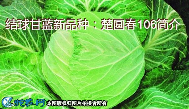 结球甘蓝新品种：楚圆春106简介