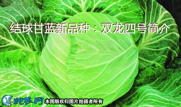 结球甘蓝新品种:双龙四号简介
