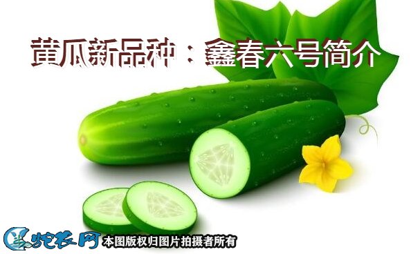 黄瓜新品种:鑫春六号简介