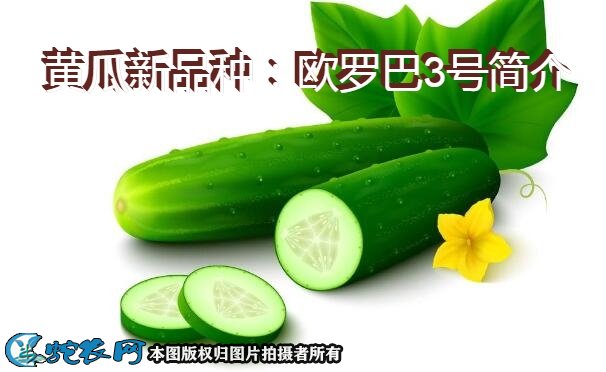 黄瓜新品种：欧罗巴3号简介