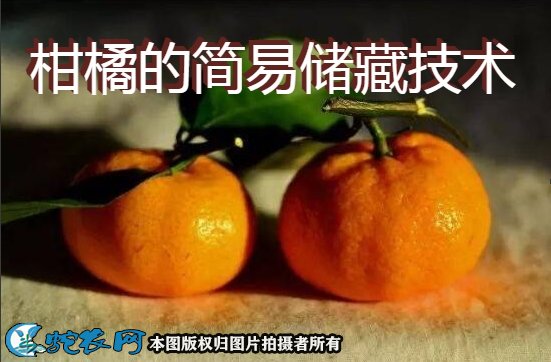 柑橘的简易储藏技术