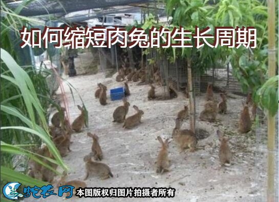 肉兔养殖技术图片1