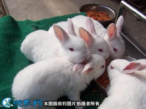 肉兔养殖技术图片2