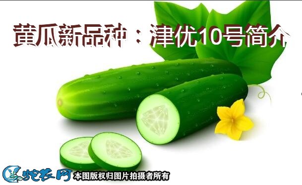 黄瓜新品种：津优10号简介