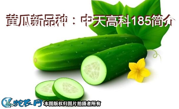 黄瓜新品种：中天高科185简介