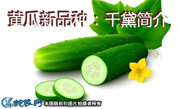 黄瓜新品种:千黛简介
