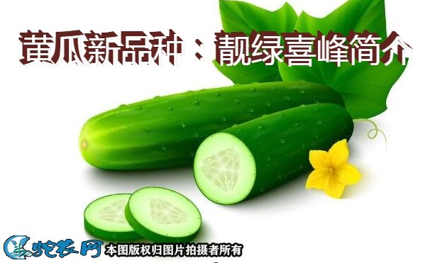 黄瓜新品种：靓绿喜峰简介