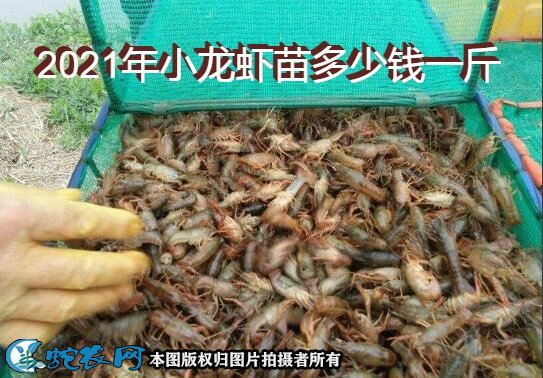2021年小龙虾苗多少钱一斤图