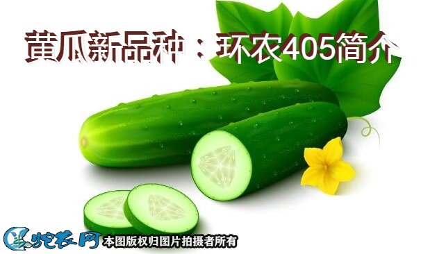 黄瓜新品种:环农405简介