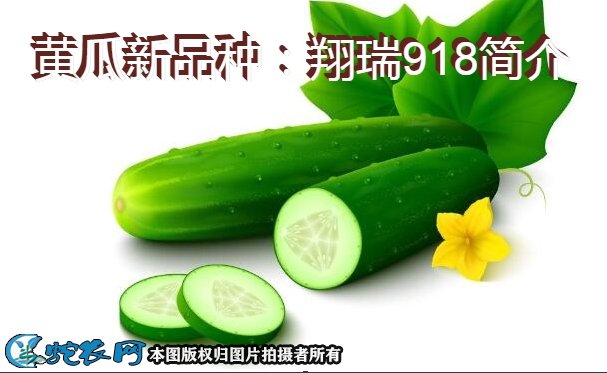 黄瓜新品种：翔瑞918简介