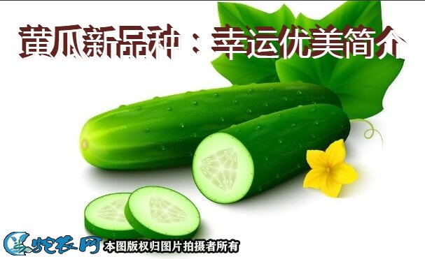 黄瓜新品种：幸运优美简介