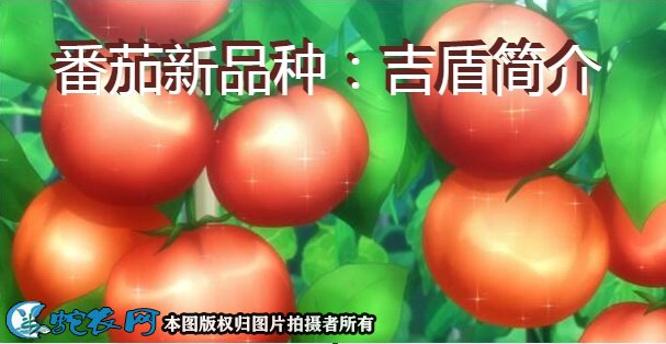 番茄新品种：吉盾简介