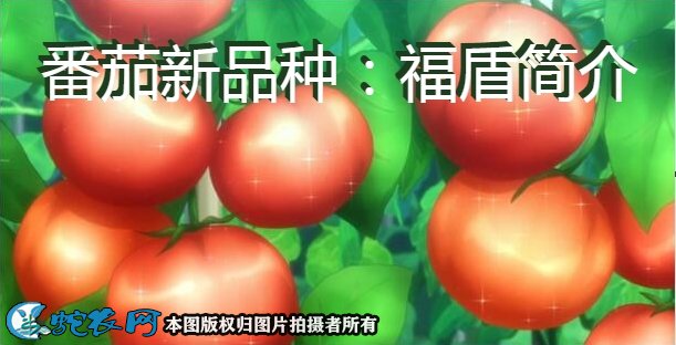 番茄新品种：福盾简介