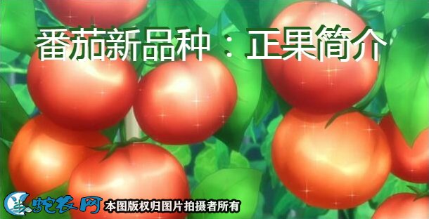番茄新品种：云沣丽粉简介