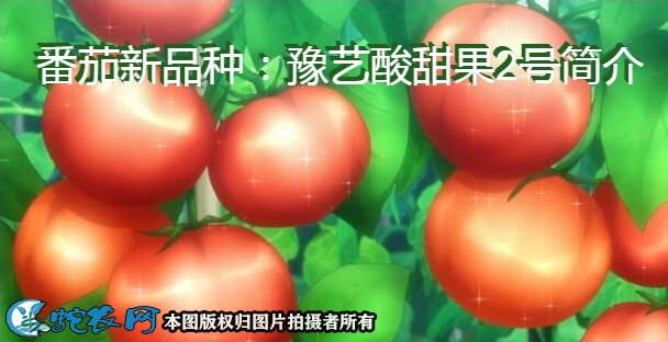 番茄新品种：豫艺酸甜果2号简介