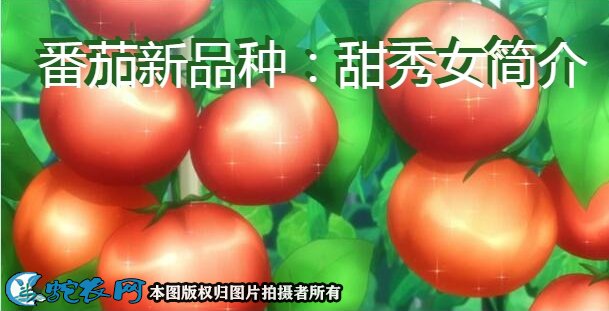 番茄新品种：甜秀女简介