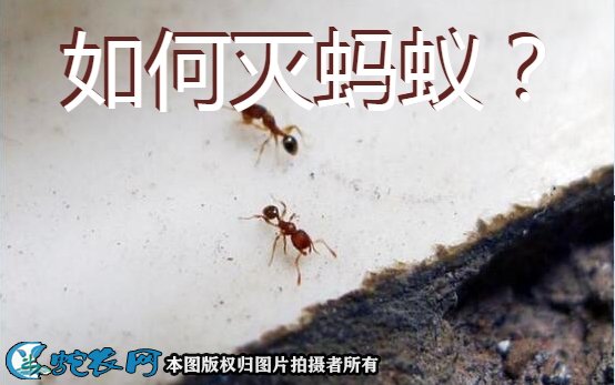 如何灭蚂蚁图1