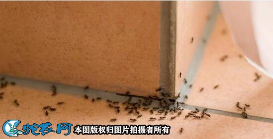 如何灭蚂蚁图4