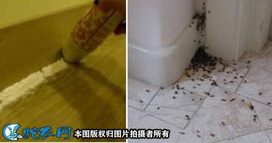 如何灭蚂蚁图5