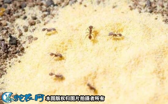 如何灭蚂蚁图6