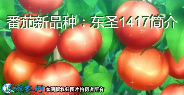 番茄新品种：东圣1417简介