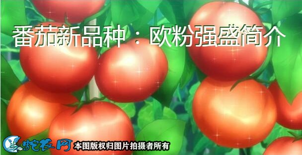 番茄新品种：欧粉强盛简介