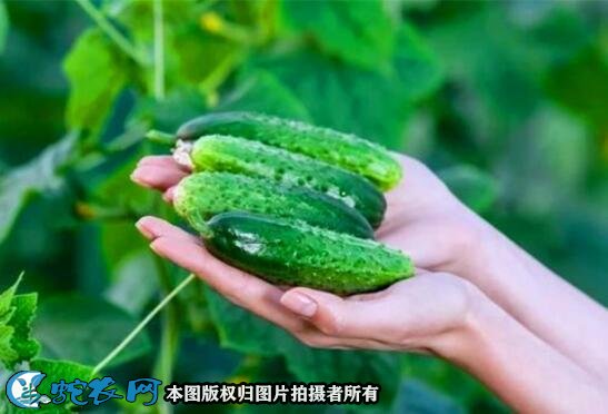 吃黄瓜有什么好处图7