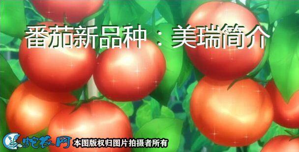 番茄新品种：美瑞简介