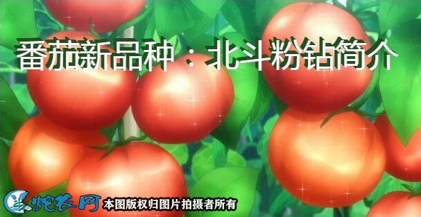 番茄新品种：北斗粉钻简介