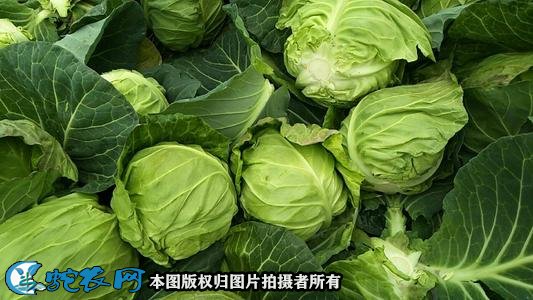 甘蓝价格图
