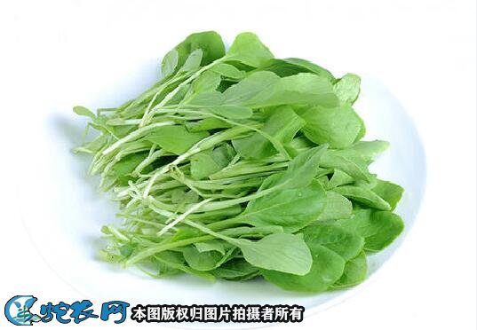 小青菜价格