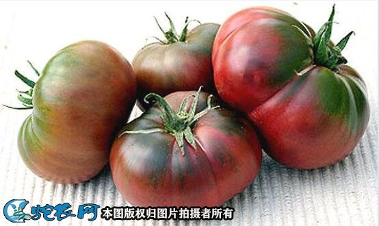 西红柿品种