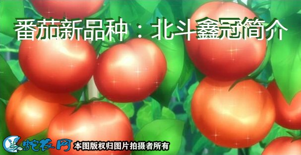 番茄新品种:北斗鑫冠简介
