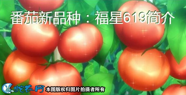 番茄新品种：福星619简介